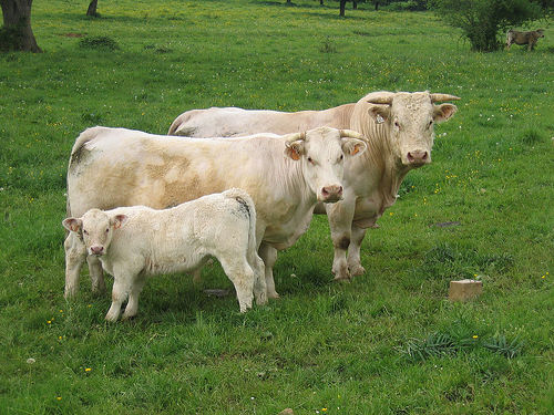 A bull, a cow, and a calf