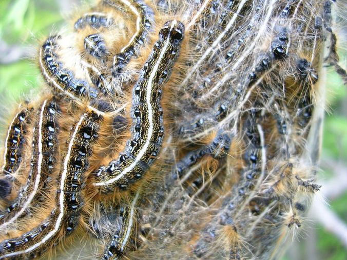 A mass of Eastern tent caterpillars.  